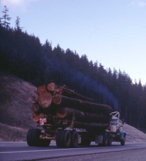 semi truck and tractor trailer in Oregon forest hauling full load of fresh cut timber trees